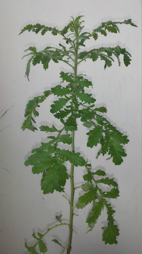 龙胆草怎么养，龙胆草花怎么养