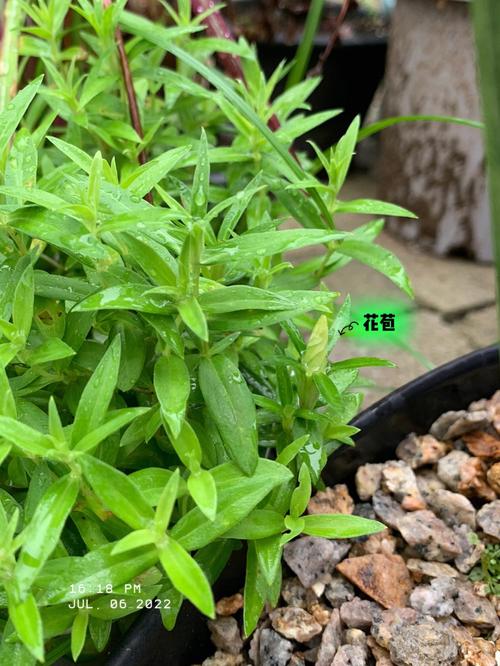 龙胆草怎么养，龙胆草花怎么养-第3张图片-优品飞百科