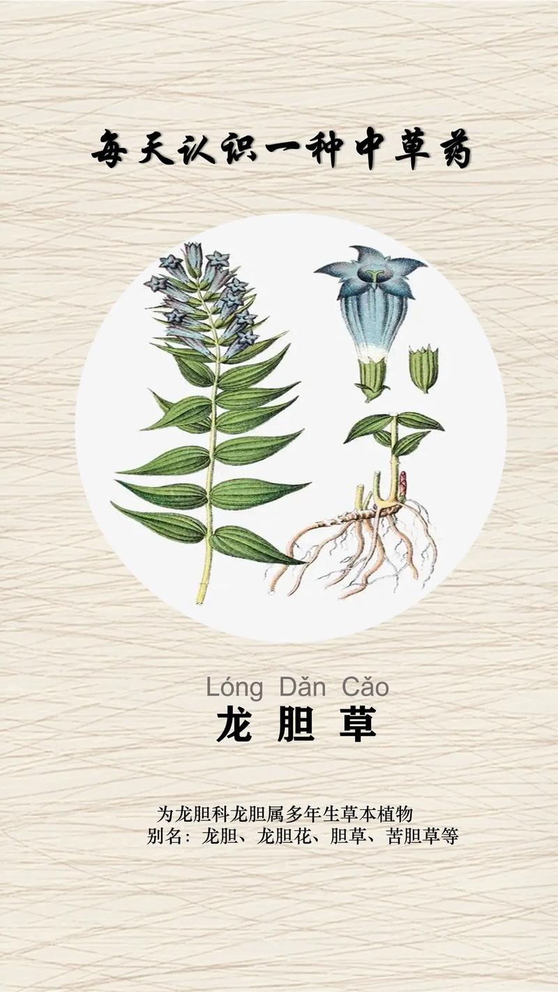 龙胆草怎么养，龙胆草花怎么养-第2张图片-优品飞百科