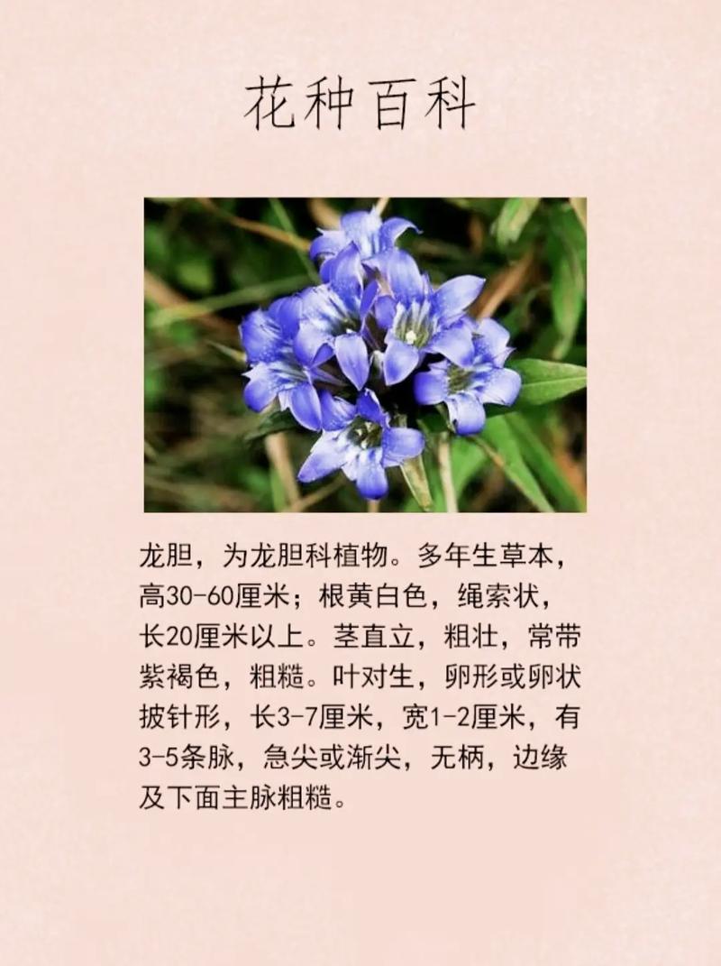 龙胆草怎么养，龙胆草花怎么养-第6张图片-优品飞百科