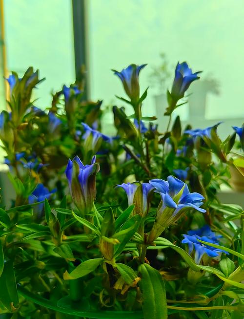 龙胆草怎么养，龙胆草花怎么养-第7张图片-优品飞百科