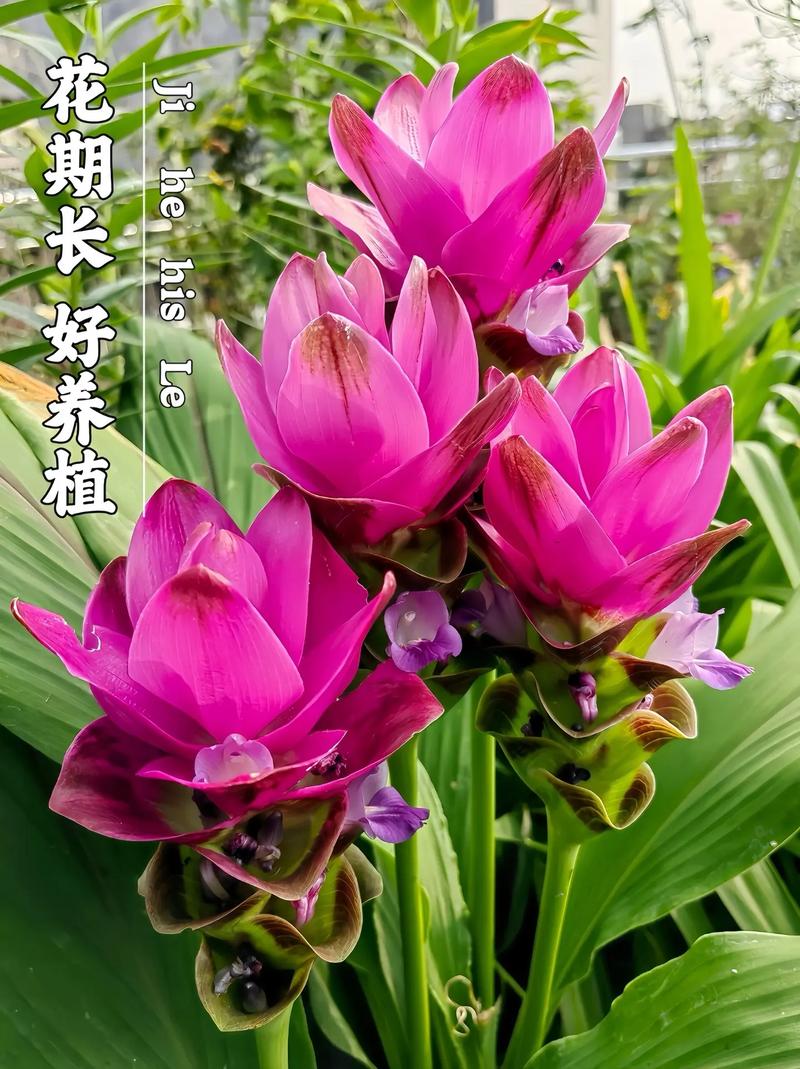 姜荷花怎么浇水施肥？姜荷花怎么浇水施肥好？
