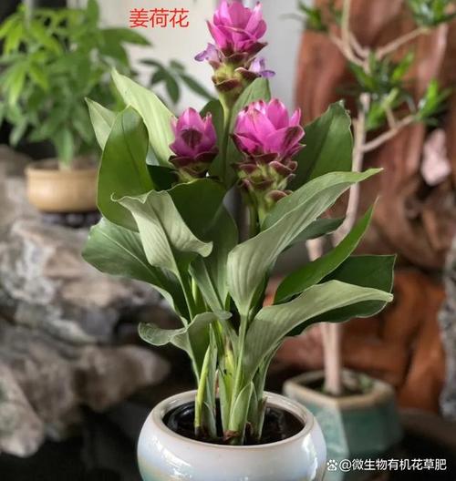 姜荷花怎么浇水施肥？姜荷花怎么浇水施肥好？-第3张图片-优品飞百科