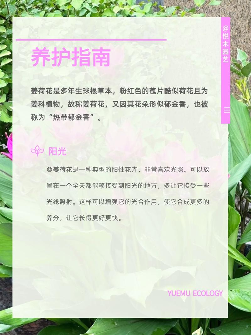 姜荷花怎么浇水施肥？姜荷花怎么浇水施肥好？-第5张图片-优品飞百科