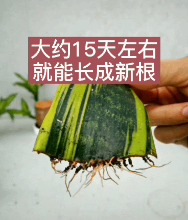 虎皮兰怎么叶插水培，虎皮兰叶插水培不生根？