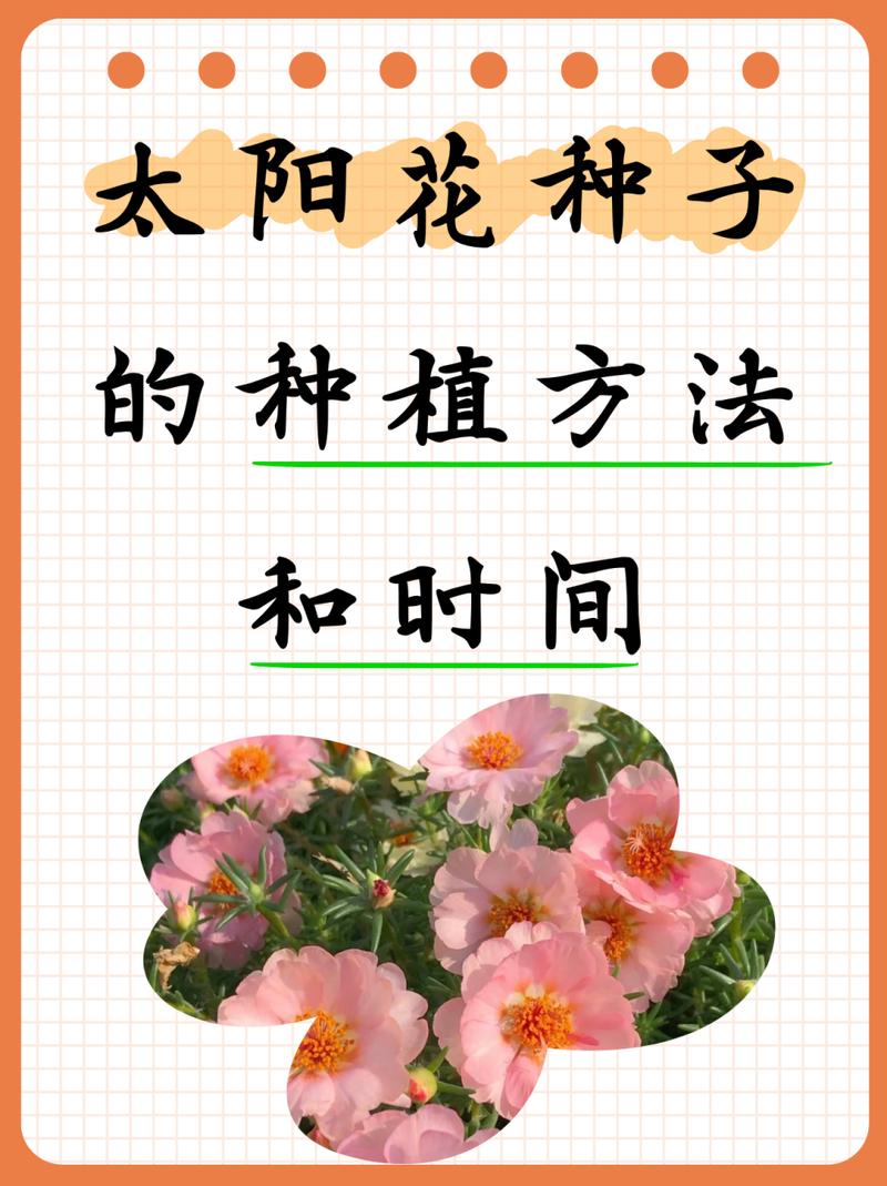 太阳花籽什么时候播种，太阳花子几月播种？-第3张图片-优品飞百科