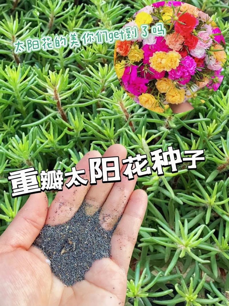 太阳花籽什么时候播种，太阳花子几月播种？-第4张图片-优品飞百科