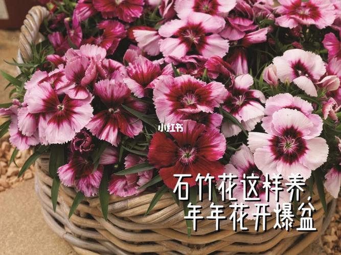 石竹怎么换盆，石竹换盆以后蔫了会不会死-第5张图片-优品飞百科