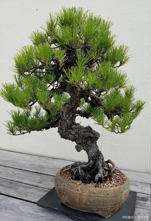 黑松的矮化方法？黑松幼苗造型？-第2张图片-优品飞百科