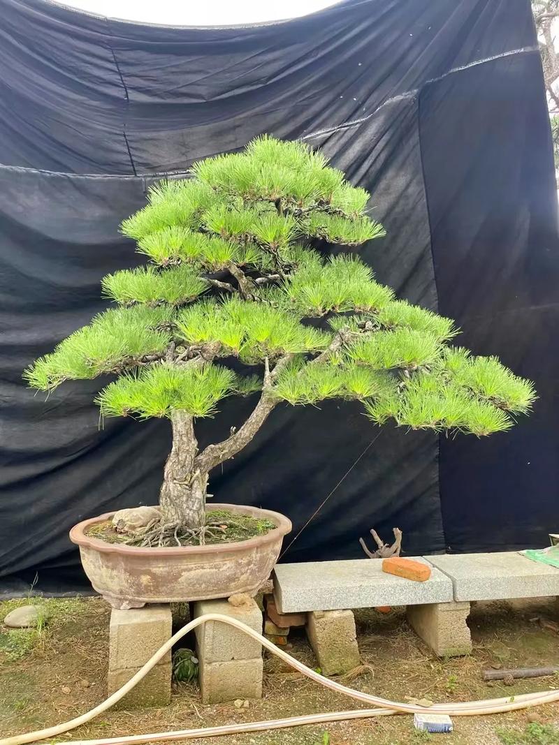 黑松的矮化方法？黑松幼苗造型？