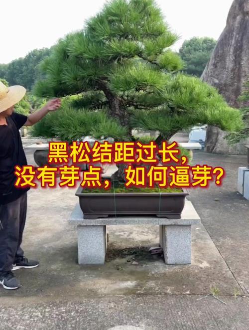 黑松的矮化方法？黑松幼苗造型？-第4张图片-优品飞百科