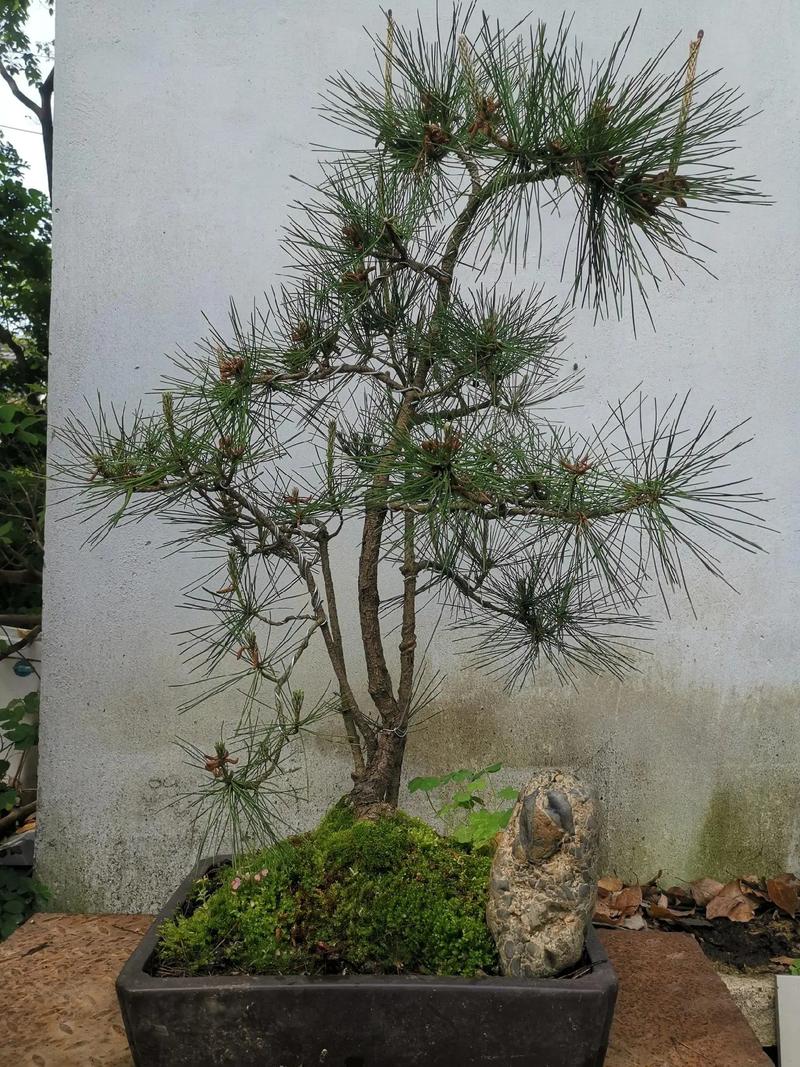 黑松的矮化方法？黑松幼苗造型？-第3张图片-优品飞百科