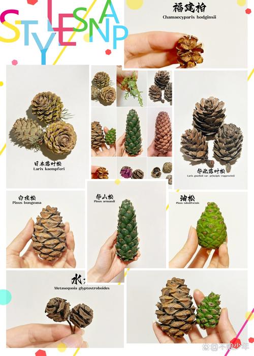 松果代表什么意义？松果有什么寓意？-第2张图片-优品飞百科