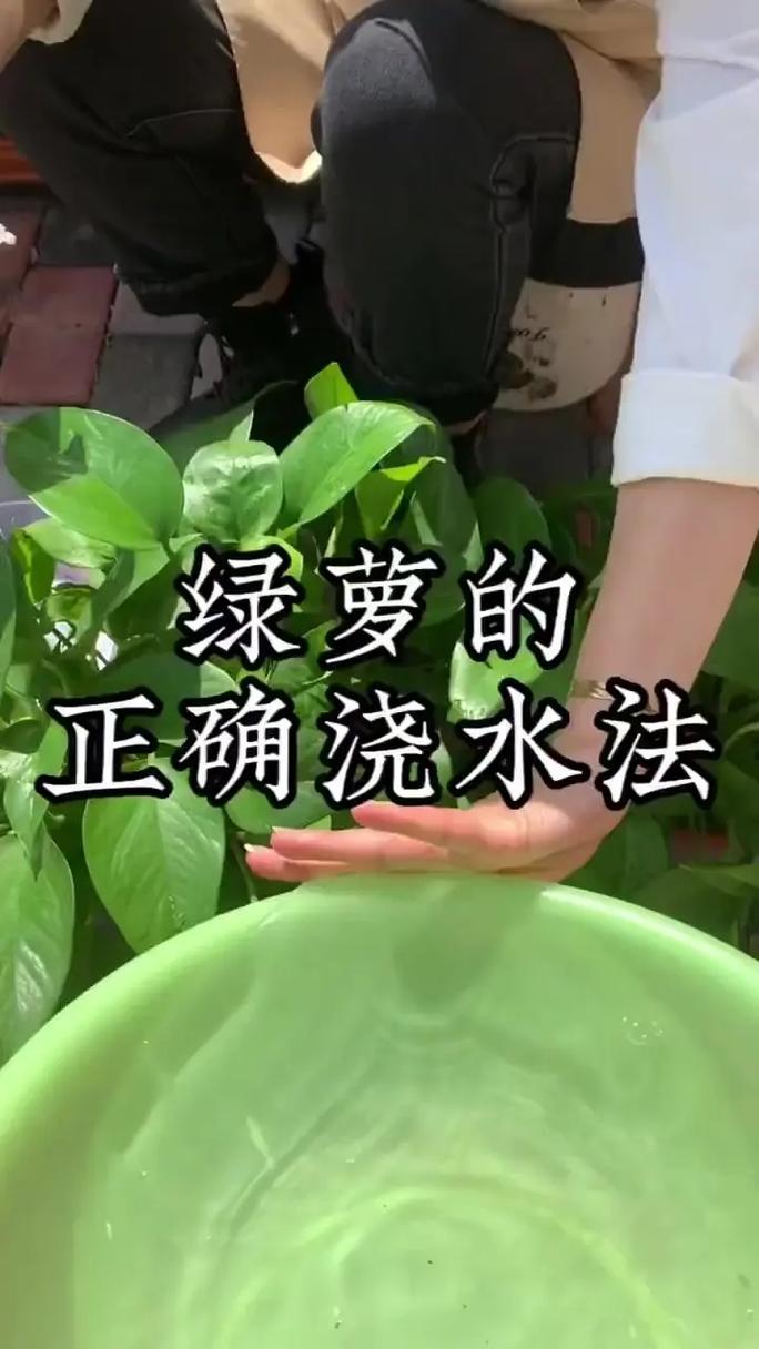 绿萝里面放个鸡蛋好吗，绿萝放生鸡蛋好吗