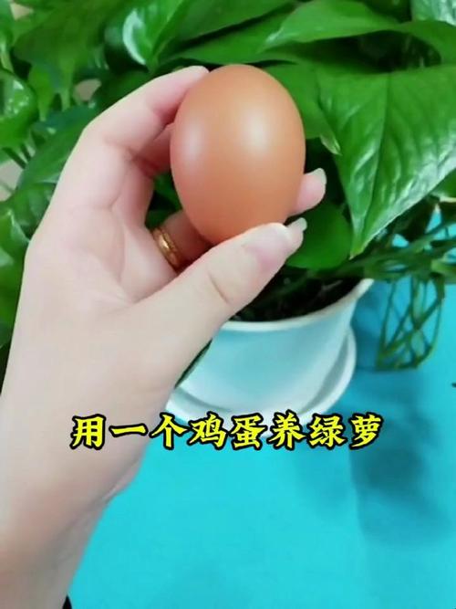 绿萝里面放个鸡蛋好吗，绿萝放生鸡蛋好吗-第4张图片-优品飞百科