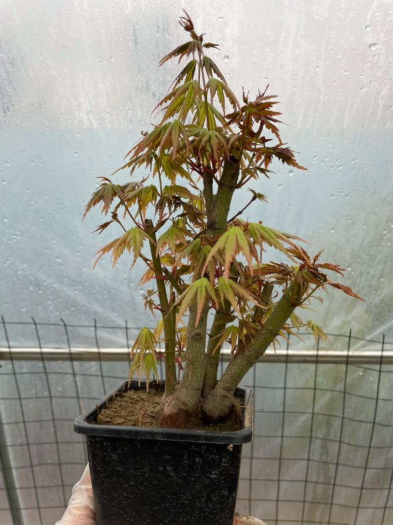 盆栽鸡爪槭怎么养护？鸡爪槭用什么盆？