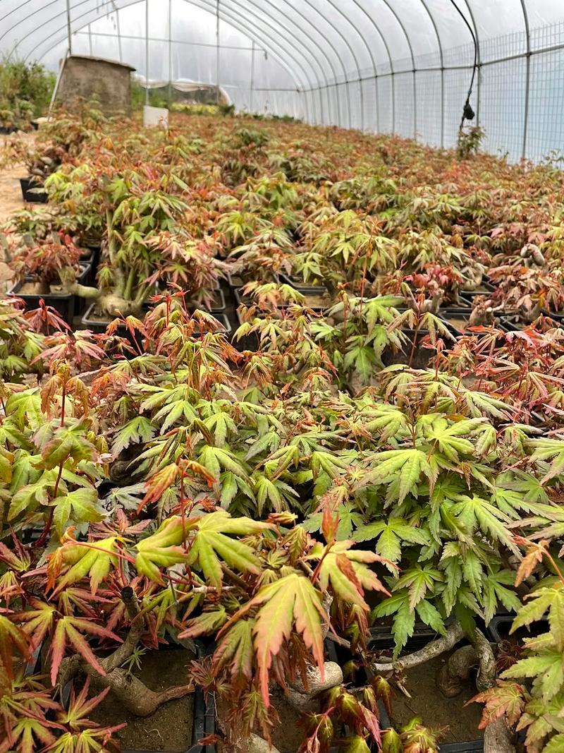 盆栽鸡爪槭怎么养护？鸡爪槭用什么盆？-第2张图片-优品飞百科