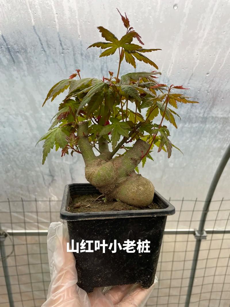 盆栽鸡爪槭怎么养护？鸡爪槭用什么盆？-第5张图片-优品飞百科