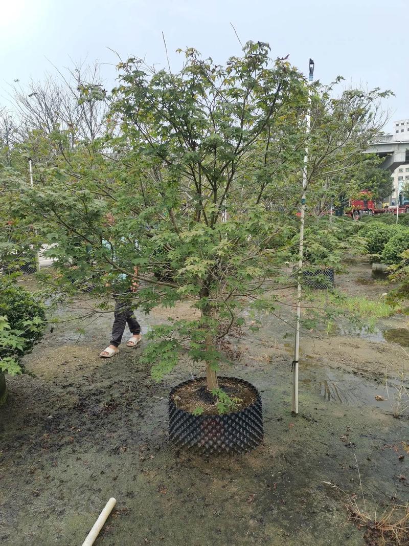 盆栽鸡爪槭怎么养护？鸡爪槭用什么盆？-第7张图片-优品飞百科