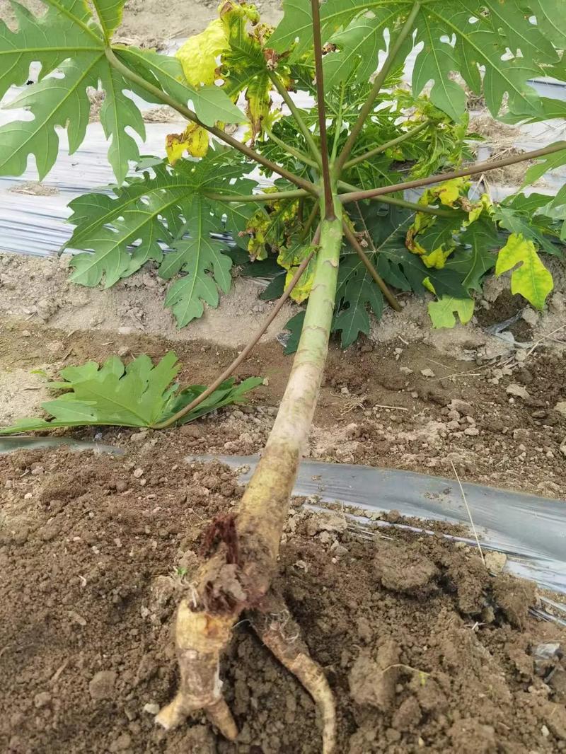 刚吃的木瓜籽怎么种植，刚吃的木瓜籽怎么种植呢？-第2张图片-优品飞百科