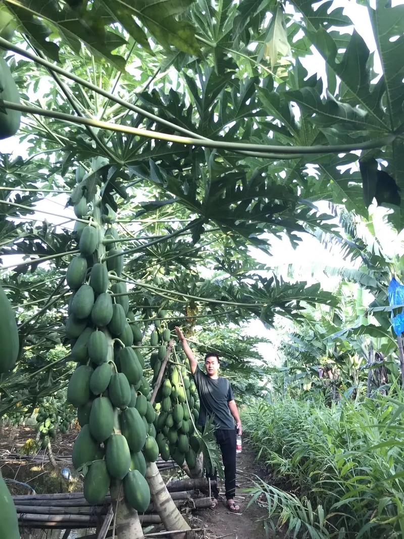 刚吃的木瓜籽怎么种植，刚吃的木瓜籽怎么种植呢？-第4张图片-优品飞百科