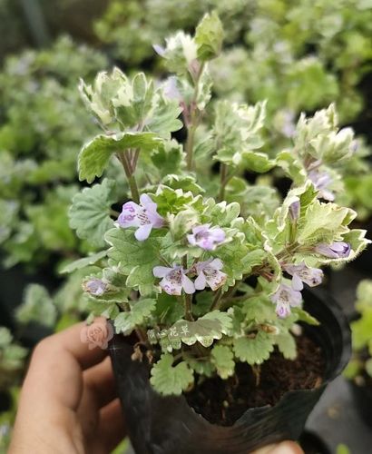 爱之蔓怎么施肥？爱之蔓叶片肥厚的方法？-第3张图片-优品飞百科