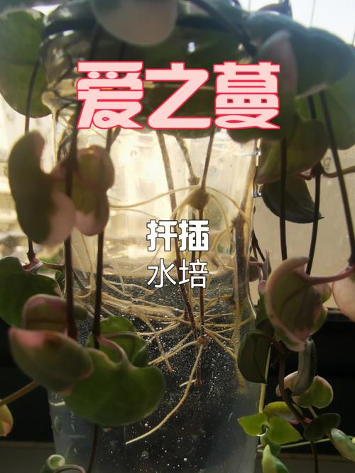 爱之蔓怎么施肥？爱之蔓叶片肥厚的方法？-第4张图片-优品飞百科