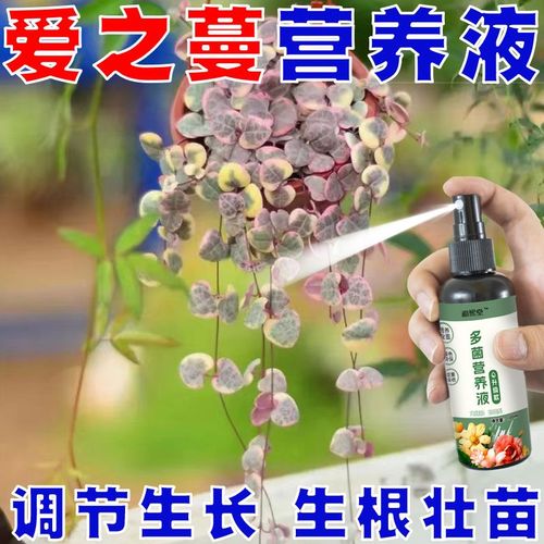 爱之蔓怎么施肥？爱之蔓叶片肥厚的方法？-第5张图片-优品飞百科