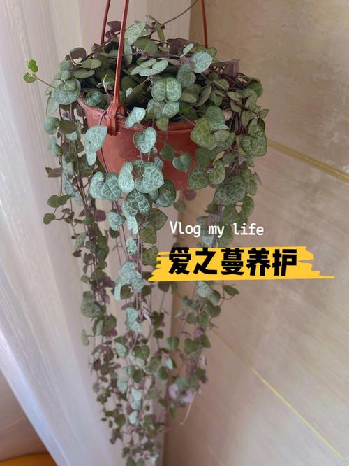 爱之蔓怎么施肥？爱之蔓叶片肥厚的方法？-第6张图片-优品飞百科