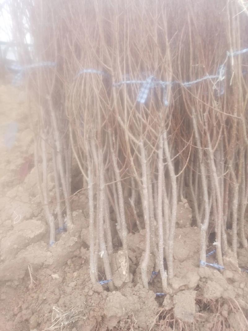 杏树在春天什么时候浇水？杏树春天什么时候浇水?？-第5张图片-优品飞百科