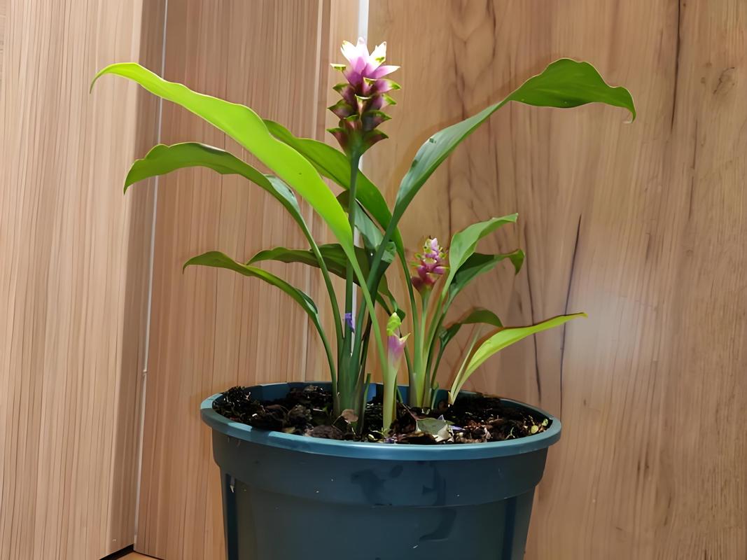 姜荷花的种植方法，姜荷花的种植方法和技术