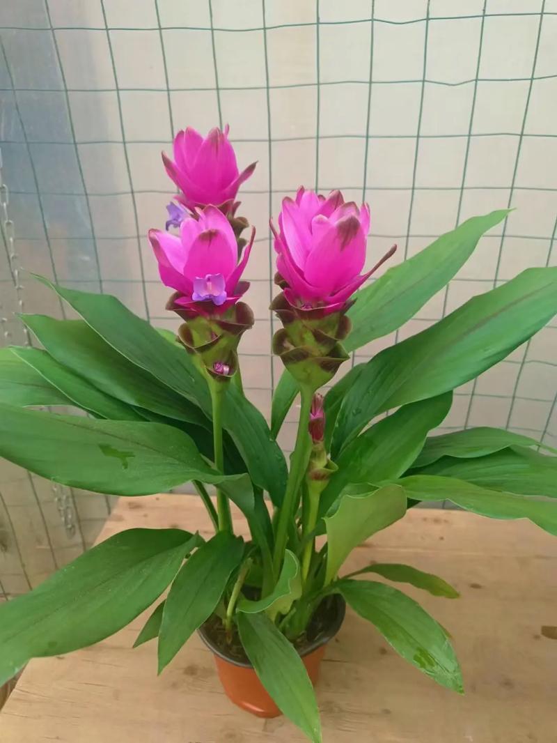 姜荷花的种植方法，姜荷花的种植方法和技术-第3张图片-优品飞百科