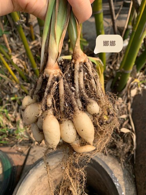 姜荷花的种植方法，姜荷花的种植方法和技术-第6张图片-优品飞百科
