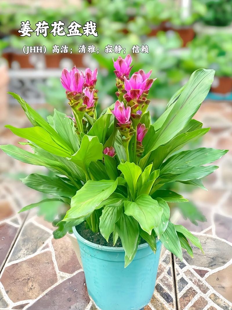姜荷花的种植方法，姜荷花的种植方法和技术-第7张图片-优品飞百科