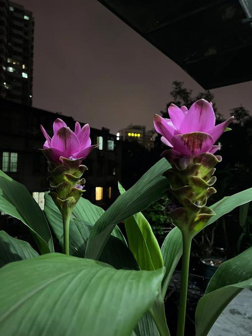 姜荷花的种植方法，姜荷花的种植方法和技术-第8张图片-优品飞百科