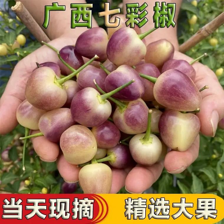 新买的五彩椒怎么养?新鲜五彩椒怎样做好吃?-第3张图片-优品飞百科 新买的五彩椒怎么养?新鲜五彩椒怎样做好吃?-第3张图片-优品飞百科