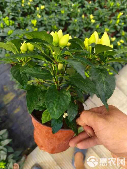 新买的五彩椒怎么养?新鲜五彩椒怎样做好吃?-第4张图片-优品飞百科 新买的五彩椒怎么养?新鲜五彩椒怎样做好吃?-第4张图片-优品飞百科