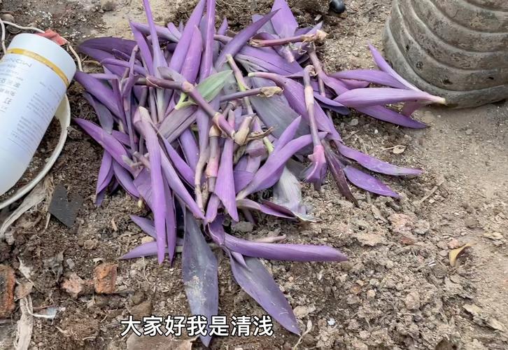 紫竹梅可以水培吗？紫竹梅能不能水培？