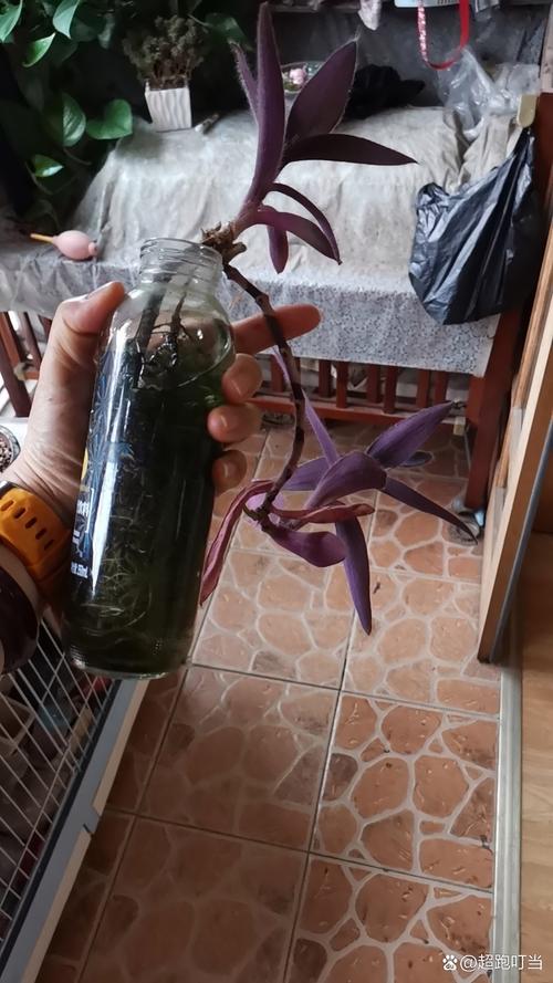 紫竹梅可以水培吗?紫竹梅能不能水培?-第5张图片-优品飞百科 紫竹梅可以水培吗?紫竹梅能不能水培?-第5张图片-优品飞百科