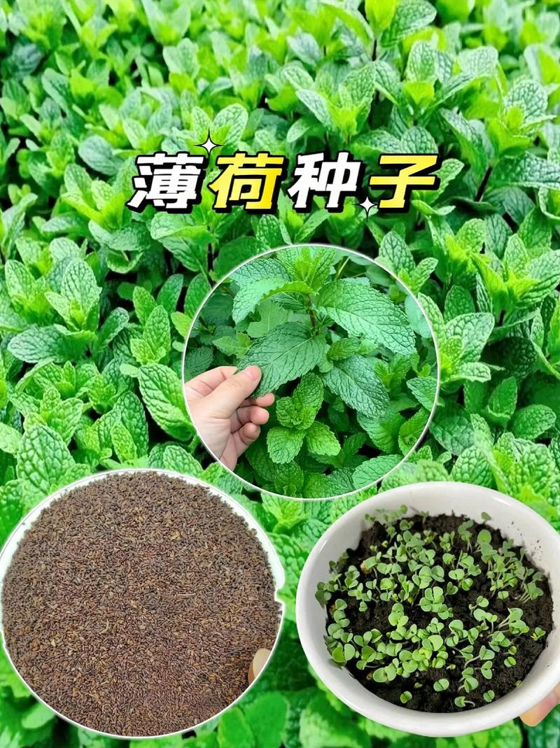 柠檬薄荷怎么养，柠檬薄荷养殖方法和注意事项？