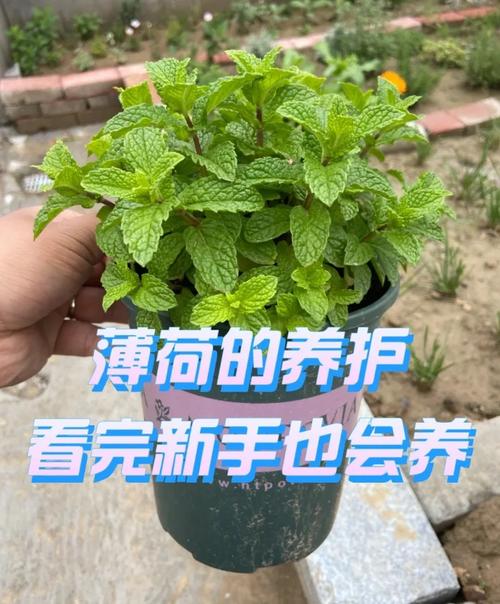 柠檬薄荷怎么养，柠檬薄荷养殖方法和注意事项？-第2张图片-优品飞百科