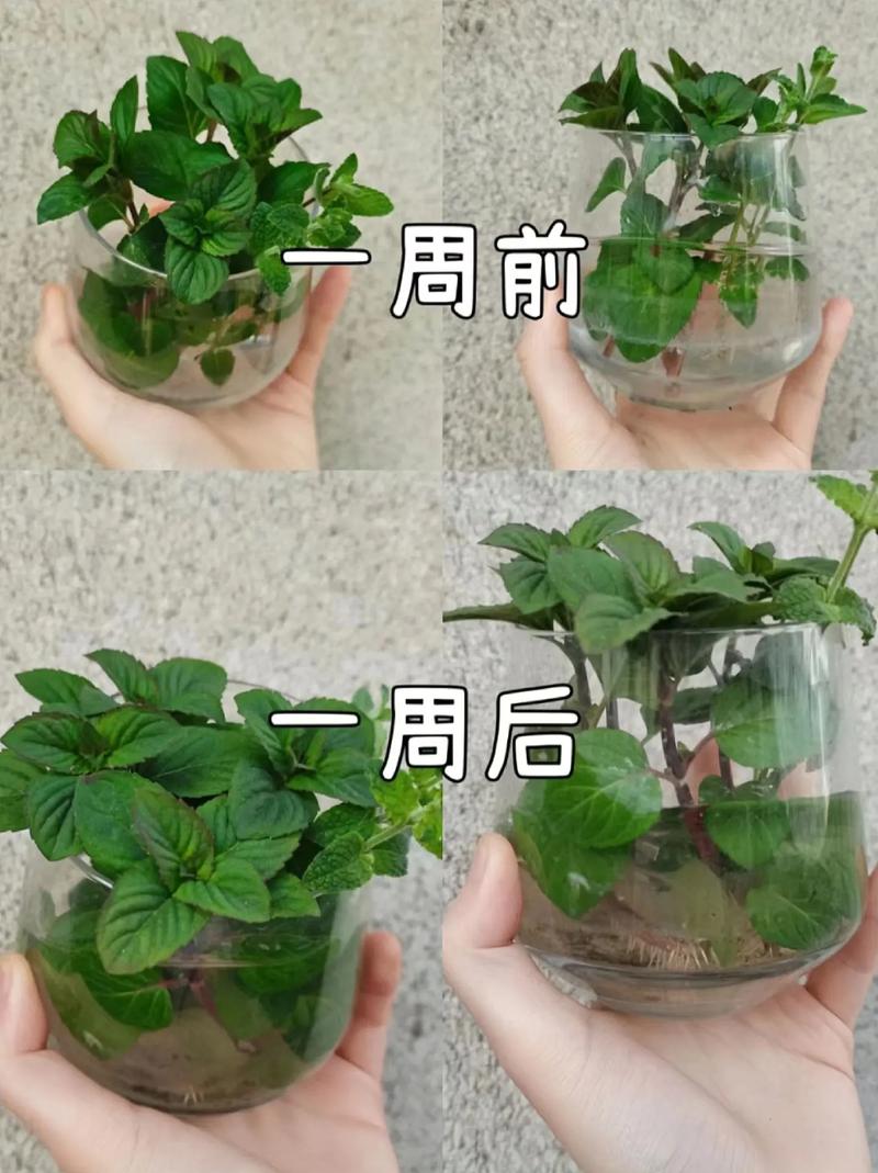 柠檬薄荷怎么养，柠檬薄荷养殖方法和注意事项？-第3张图片-优品飞百科