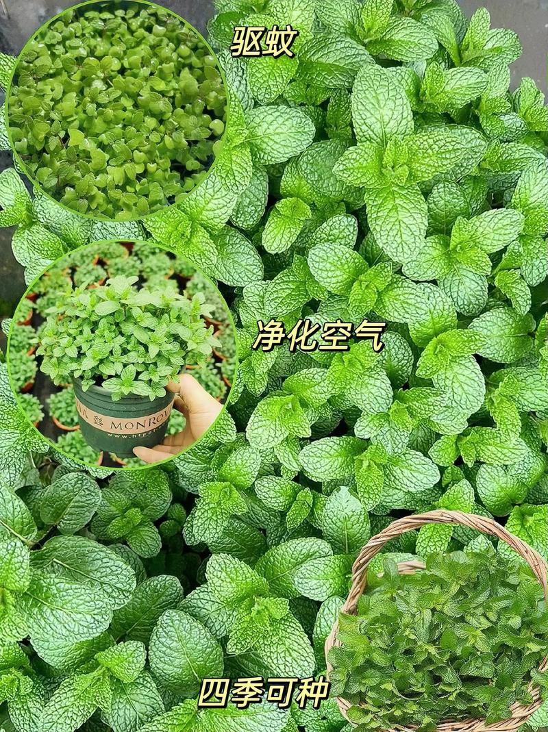 柠檬薄荷怎么养，柠檬薄荷养殖方法和注意事项？-第6张图片-优品飞百科