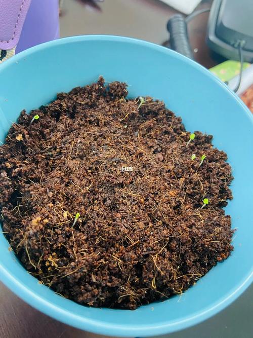 柠檬薄荷怎么养，柠檬薄荷养殖方法和注意事项？-第7张图片-优品飞百科