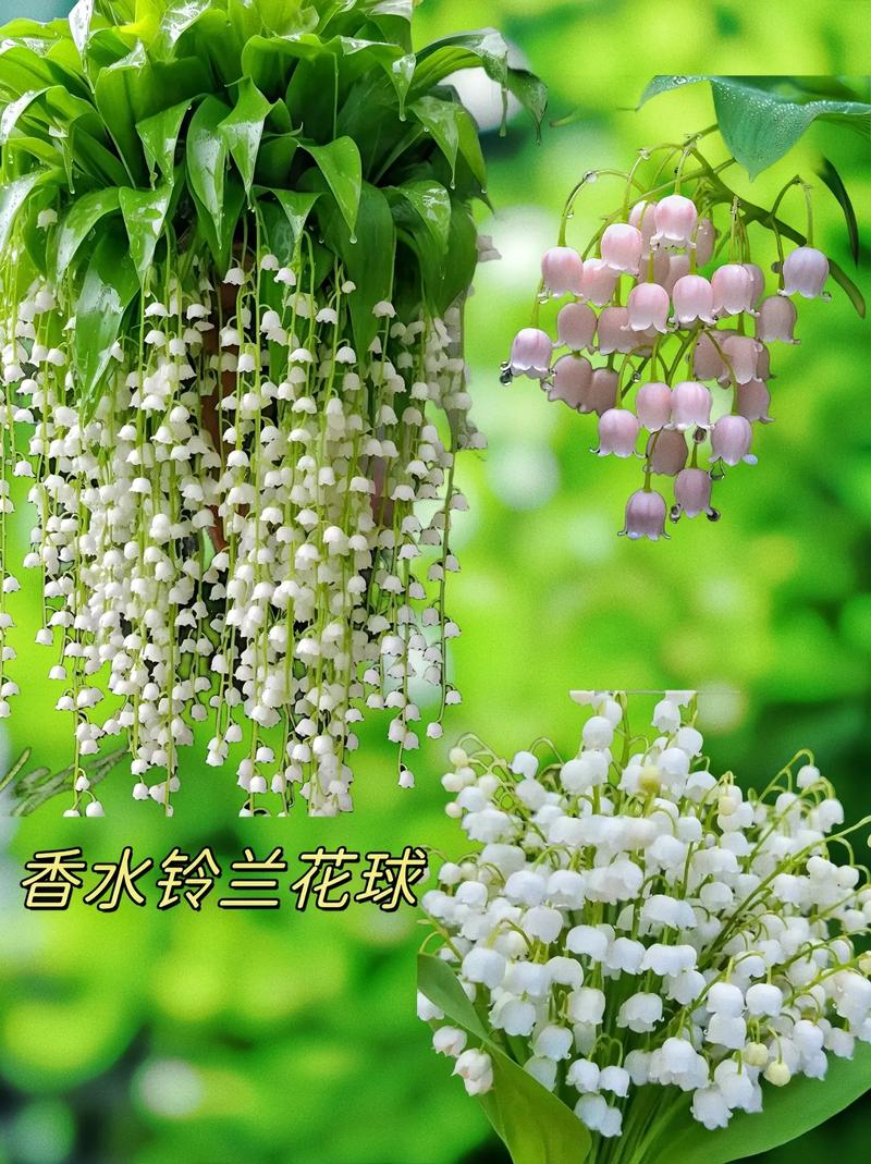 铃兰怎么施肥，铃兰怎么施肥比较好？