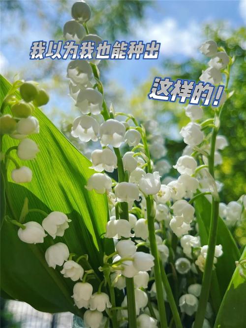 铃兰怎么施肥，铃兰怎么施肥比较好？-第3张图片-优品飞百科