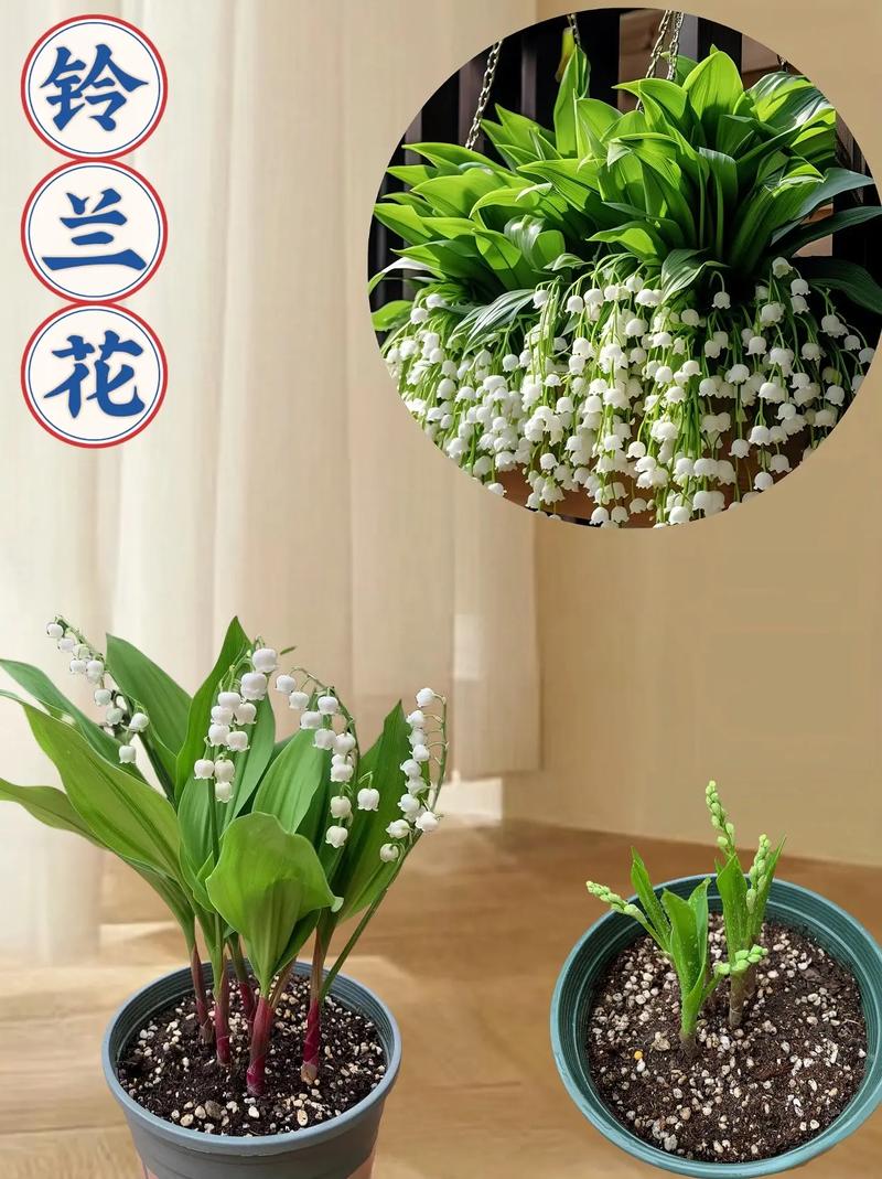 铃兰怎么施肥，铃兰怎么施肥比较好？-第7张图片-优品飞百科