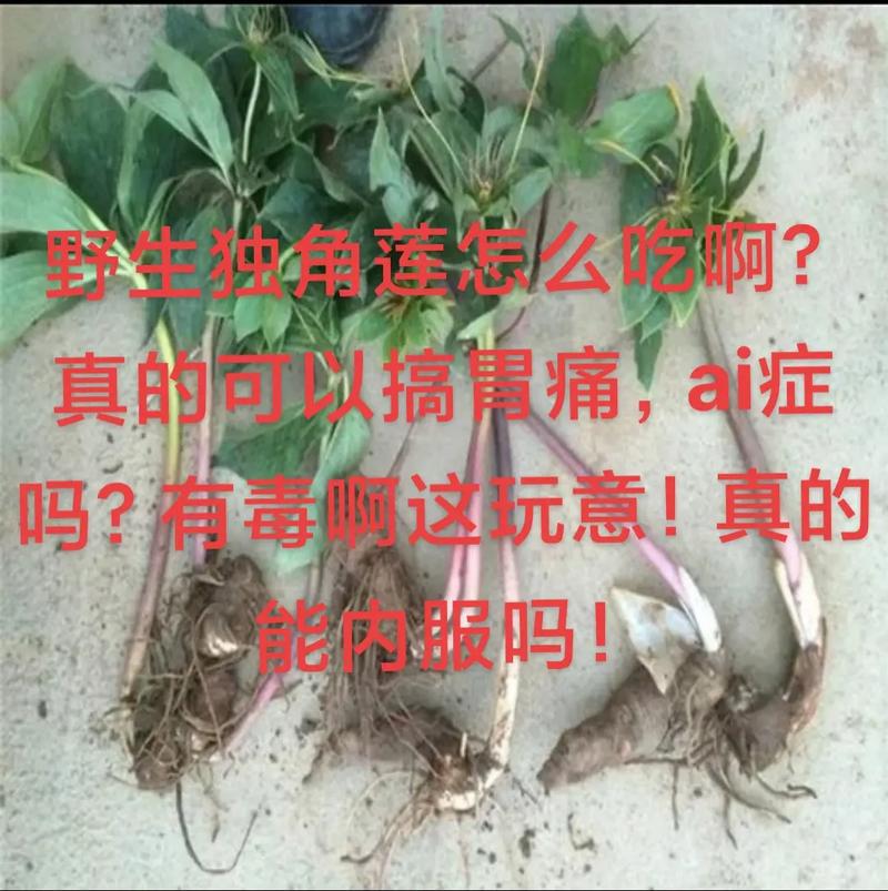 六角莲怎么养，六角莲的作用-第4张图片-优品飞百科