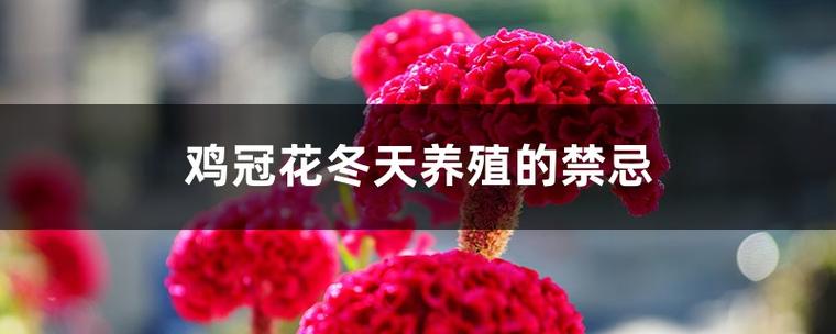 鸡冠花冬天养殖的禁忌，鸡冠花冬天在室内能活吗？-第2张图片-优品飞百科