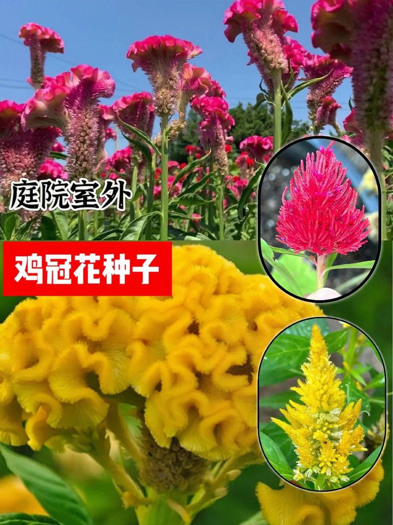 鸡冠花冬天养殖的禁忌，鸡冠花冬天在室内能活吗？-第4张图片-优品飞百科